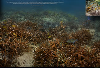 The last staghorn coral reef off Ft. Lauderdale in 13 feet of water. Click to zoom in.