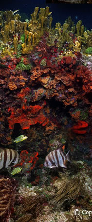 Molassas Reef, Shot 1987. Part of a 15,000 image virtual reef.